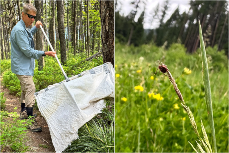 Carrapatos em movimento: como as mudanças climáticas aumentam o risco de doença de Lyme e outras doenças